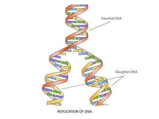 REPLICATION OF DNA
 