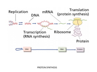PROTEIN SYNTHESIS
 