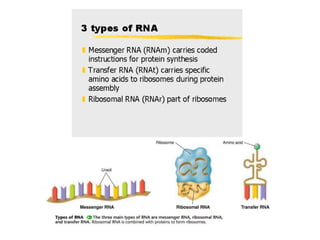 7. molecular genetics
