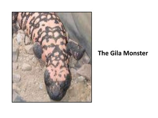 The Gila Monster
 