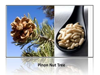 Pinon Nut Tree
 