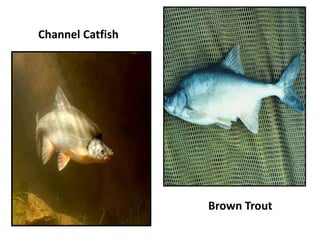 Channel Catfish
Brown Trout
 