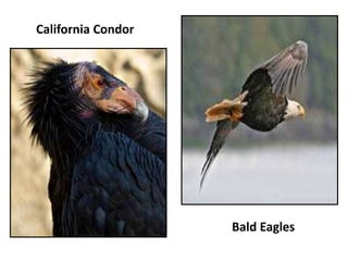 California Condor
Bald Eagles
 