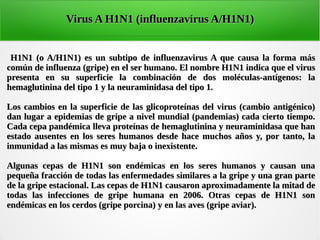 H1N1 (o A/H1N1) es un subtipo de influenzavirus A que causa la forma másH1N1 (o A/H1N1) es un subtipo de influenzavirus A que causa la forma más
común de influenza (gripe) en el ser humano. El nombre H1N1 indica que el viruscomún de influenza (gripe) en el ser humano. El nombre H1N1 indica que el virus
presenta en su superficie la combinación de dos moléculas-antígenos: lapresenta en su superficie la combinación de dos moléculas-antígenos: la
hemaglutinina del tipo 1 y la neuraminidasa del tipo 1.hemaglutinina del tipo 1 y la neuraminidasa del tipo 1.
Los cambios en la superficie de las glicoproteínas del virus (cambio antigénico)Los cambios en la superficie de las glicoproteínas del virus (cambio antigénico)
dan lugar a epidemias de gripe a nivel mundial (pandemias) cada cierto tiempo.dan lugar a epidemias de gripe a nivel mundial (pandemias) cada cierto tiempo.
Cada cepa pandémica lleva proteínas de hemaglutinina y neuraminidasa que hanCada cepa pandémica lleva proteínas de hemaglutinina y neuraminidasa que han
estado ausentes en los seres humanos desde hace muchos años y, por tanto, laestado ausentes en los seres humanos desde hace muchos años y, por tanto, la
inmunidad a las mismas es muy baja o inexistente.inmunidad a las mismas es muy baja o inexistente.
Algunas cepas de H1N1 son endémicas en los seres humanos y causan unaAlgunas cepas de H1N1 son endémicas en los seres humanos y causan una
pequeña fracción de todas las enfermedades similares a la gripe y una gran partepequeña fracción de todas las enfermedades similares a la gripe y una gran parte
de la gripe estacional. Las cepas de H1N1 causaron aproximadamente la mitad dede la gripe estacional. Las cepas de H1N1 causaron aproximadamente la mitad de
todas las infecciones de gripe humana en 2006. Otras cepas de H1N1 sontodas las infecciones de gripe humana en 2006. Otras cepas de H1N1 son
endémicas en los cerdos (gripe porcina) y en las aves (gripe aviar).endémicas en los cerdos (gripe porcina) y en las aves (gripe aviar).
Virus A H1N1 (influenzavirus A/H1N1)Virus A H1N1 (influenzavirus A/H1N1)
 