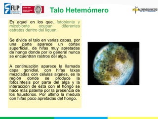 Talo Hetemómero
Es aquel en los que. fotobionte y
micobionte ocupan diferentes
estratos dentro del liquen.
Se divide el talo en varias capas, por
una parte aparece un córtex
superficial, de hifas muy apretadas
de hongo donde por lo general nunca
se encuentran rastros del alga.
A continuación aparece la llamada
capa gonidial, con hifas laxas
mezcladas con células algales, es la
región donde se produce la
fotosíntesis por parte del alga y la
interacción de ésta con el hongo se
hace más patente por la presencia de
los haustorios. Por último la médula
con hifas poco apretadas del hongo.
 