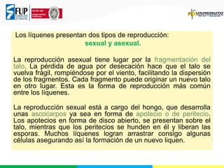 Los líquenes presentan dos tipos de reproducción:
sexual y asexual.
La reproducción asexual tiene lugar por la fragmentación del
talo. La pérdida de agua por desecación hace que el talo se
vuelva frágil, rompiéndose por el viento, facilitando la dispersión
de los fragmentos. Cada fragmento puede originar un nuevo talo
en otro lugar. Esta es la forma de reproducción más común
entre los líquenes.
La reproducción sexual está a cargo del hongo, que desarrolla
unas ascocarpos ya sea en forma de apotecio o de peritecio.
Los apotecios en forma de disco abierto, se presentan sobre el
talo, mientras que los peritecios se hunden en él y liberan las
esporas. Muchos líquenes logran arrastrar consigo algunas
células asegurando así la formación de un nuevo liquen.
 