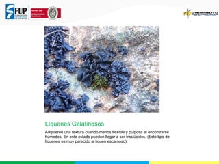 Líquenes Gelatinosos
Adquieren una textura cuando menos flexible y pulposa al encontrarse
húmedos. En este estado pueden llegar a ser traslúcidos. (Este tipo de
líquenes es muy parecido al liquen escamoso).
 