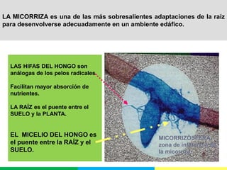 LA MICORRIZA es una de las más sobresalientes adaptaciones de la raíz
para desenvolverse adecuadamente en un ambiente edáfico.
LAS HIFAS DEL HONGO son
análogas de los pelos radicales.
Facilitan mayor absorción de
nutrientes.
LA RAÍZ es el puente entre el
SUELO y la PLANTA.
EL MICELIO DEL HONGO es
el puente entre la RAÍZ y el
SUELO.
MICORRIZÓSFERA:
zona de influencia de
la micorriza.
 