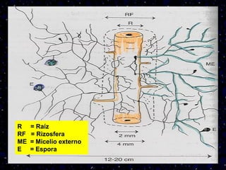 R = Raíz
RF = Rizosfera
ME = Micelio externo
E = Espora
 