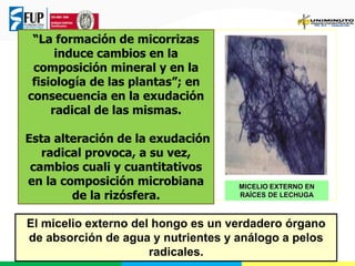 “La formación de micorrizas
induce cambios en la
composición mineral y en la
fisiología de las plantas”; en
consecuencia en la exudación
radical de las mismas.
Esta alteración de la exudación
radical provoca, a su vez,
cambios cuali y cuantitativos
en la composición microbiana
de la rizósfera.
El micelio externo del hongo es un verdadero órgano
de absorción de agua y nutrientes y análogo a pelos
radicales.
MICELIO EXTERNO EN
RAÍCES DE LECHUGA
 
