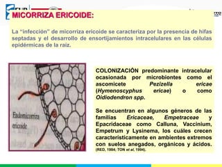 MICORRIZA ERICOIDE:
La “infección” de micorriza ericoide se caracteriza por la presencia de hifas
septadas y el desarrollo de ensortijamientos intracelulares en las células
epidérmicas de la raíz.
COLONIZACIÓN predominante intracelular
ocasionada por microbiontes como el
ascomicete Pezizella ericae
(Hymenoscyphus ericae) o como
Oidiodendron spp.
Se encuentran en algunos géneros de las
familias Ericaceae, Empetraceae y
Epacridaceae como Calluna, Vaccinium,
Empetrum y Lysinema, los cuáles crecen
característicamente en ambientes extremos
con suelos anegados, orgánicos y ácidos.
(RED, 1984; TON et al, 1994).
 