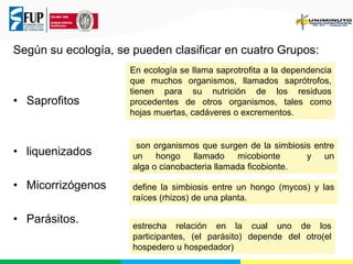 Según su ecología, se pueden clasificar en cuatro Grupos:
• Saprofitos
• liquenizados
• Micorrizógenos
• Parásitos.
En ecología se llama saprotrofita a la dependencia
que muchos organismos, llamados saprótrofos,
tienen para su nutrición de los residuos
procedentes de otros organismos, tales como
hojas muertas, cadáveres o excrementos.
son organismos que surgen de la simbiosis entre
un hongo llamado micobionte y un
alga o cianobacteria llamada ficobionte.
define la simbiosis entre un hongo (mycos) y las
raíces (rhizos) de una planta.
estrecha relación en la cual uno de los
participantes, (el parásito) depende del otro(el
hospedero u hospedador)
 