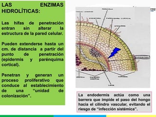 LAS ENZIMAS
HIDROLÍTICAS:
Las hifas de penetración
entran sin alterar la
estructura de la pared celular.
Pueden extenderse hasta un
cm. de distancia a partir del
punto de penetración
(epidermis y parénquima
cortical).
Penetran y generan un
proceso proliferativo que
conduce al establecimiento
de una “unidad de
colonización”. La endodermis actúa como una
barrera que impide el paso del hongo
hacia el cilindro vascular, evitando el
riesgo de “infección sistémica”.
 