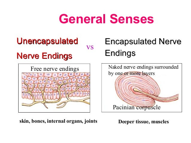 7. the sense organs