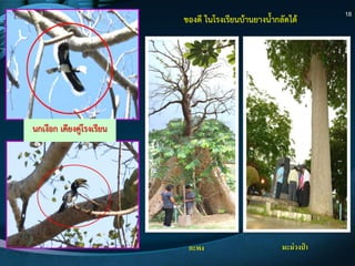 18
นกเงือก เคียงคูํโรงเรียน
ของดี ในโรงเรียนบ๎านยางน้ากลัดใต๎
มะม่วงป่ ากะพง
 