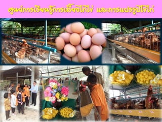 www.themegallery.com
ศูนย์การเรียนรู้การเลี้ยงไก่ไข่ และการแปรรูปไข่ไก่
 