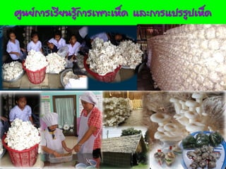 www.themegallery.com
ศูนย์การเรียนรู้การเพาะเห็ด และการแปรรูปเห็ด
 