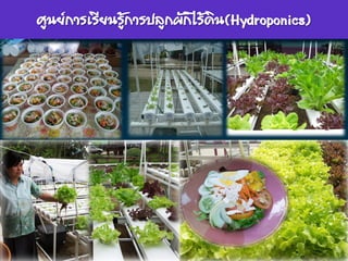 www.themegallery.com
ศูนย์การเรียนรู้การปลูกผักไร้ดิน(Hydroponics)
 