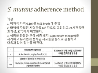 S. mutans adherence method
과정
1. 비자극 타액 0.1ml를 MSB broth 에 주입
2. 타액이 주입된 시험관을 60° 각도로 고정하고 24시간동안
호기성, 37°C에서 배양한다.
3. 성장을 관찰한 후에 상층 배지(supernatant medium)를
제거하고 유리면에 접착된 세포들을 눈으로 관찰하고
다음과 같이 점수를 매긴다.
 