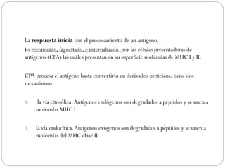 La respuesta inicia con el procesamiento de un antígeno.
Es reconocido, fagocitado, e internalizado por las células presentadoras de
antígenos (CPA) las cuáles presentan en su superficie moléculas de MHC I y II.
CPA procesa el antígeno hasta convertirlo en derivados proteicos, tiene dos
mecanismos:
1. la vía citosólica:Antígenos endógenos son degradados a péptidos y se unen a
moléculas MHC I
2. la vía endocítica.Antígenos exógenos son degradados a péptidos y se unen a
moléculas del MHC clase II
 