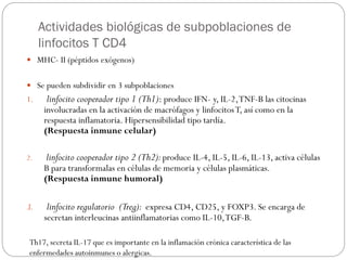Actividades biológicas de subpoblaciones de
linfocitos T CD4
 MHC- II (péptidos exógenos)
 Se pueden subdividir en 3 subpoblaciones
1. linfocito cooperador tipo 1 (Th1): produce IFN- y, IL-2,TNF-B las citocinas
involucradas en la activación de macrófagos y linfocitosT, así como en la
respuesta inflamatoria. Hipersensibilidad tipo tardía.
(Respuesta inmune celular)
2. linfocito cooperador tipo 2 (Th2):produce IL-4, IL-5, IL-6, IL-13, activa células
B para transformalas en células de memoria y células plasmáticas.
(Respuesta inmune humoral)
3. linfocito regulatorio (Treg): expresa CD4, CD25, y FOXP3. Se encarga de
secretan interleucinas antiinflamatorias como IL-10,TGF-B.
Th17, secreta IL-17 que es importante en la inflamación crónica característica de las
enfermedades autoinmunes o alergicas.
 