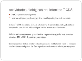 Actividades biológicas de linfocitos T CD8
 MHC-I (péptidos endógenos)
 una vez activados pueden convertirse en células citóxicas o de memoria
CélulasT CD8 citotóxicas inducen a la muerte de células tumorales, alteradas o
envejecidas y de células infectadas por virus o bacterias intracelulares.
Células activadas contienen gránulos ricos en granzimas y perforinas, secretan
citocinas IFN-y,TNF-B, y activan macrófagos.
Los mecanismos de lisis celular están relacionados su liberación y con el contacto
celular directo vía ligando fas. Éste ligando causa la muerte celular por apoptosis.
 