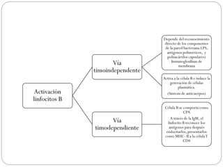 Activación
linfocitos B
Vía
timoindependente
Depende del reconocimiento
directo de los componentes
de la pared bacteriana LPS,
antígenos poliméricos, y
polisacáridos capsulares)
Inmunogloulinas de
membrana
Activa a la célula B e induce la
generación de células
plasmática.
(Síntesis de anticuerpos)
Vía
timodependiente
Célula B se comporta como
CPA
A través de la IgM, el
linfocito B reconoce los
antígenos para después
endocitarlos, presentarlos
como MHC- II a la célulaT
CD4
 