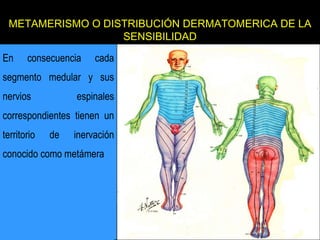 Sistema nervioso periferico | PPTX