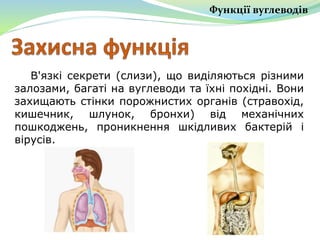 Функції вуглеводів
В'язкі секрети (слизи), що виділяються різними
залозами, багаті на вуглеводи та їхні похідні. Вони
захищають стінки порожнистих органів (стравохід,
кишечник, шлунок, бронхи) від механічних
пошкоджень, проникнення шкідливих бактерій і
вірусів.
 