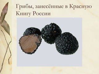 Грибы, занесённые в Красную 
Книгу России 
ТРЮФЕЛЬ ЛЕТНИЙ 
 