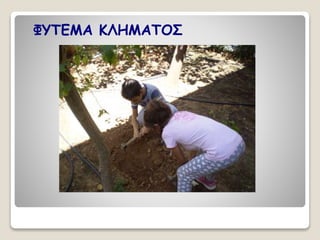 ΦΥΤΕΜΑ ΚΛΗΜΑΤΟΣ 
 