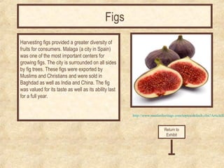 Harvesting figs provided a greater diversity of 
fruits for consumers. Malaga (a city in Spain) 
was one of the most important centers for 
growing figs. The city is surrounded on all sides 
by fig trees. These figs were exported by 
Muslims and Christians and were sold in 
Baghdad as well as India and China. The fig 
was valued for its taste as well as its ability last 
for a full year. 
http://www.muslimheritage.com/topics/default.cfm?ArticleID=Return to 
Exhibit 
Figs 
 