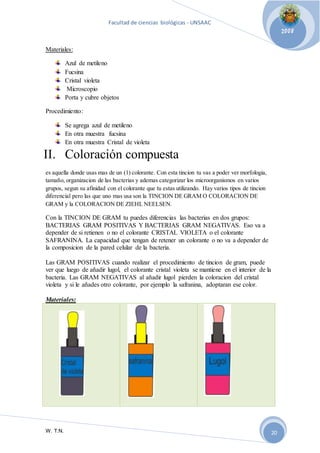 Facultad de ciencias biológicas - UNSAAC 
W. T.N. 
2008 
20 
Materiales: 
Azul de metileno 
Fucsina 
Cristal violeta 
Microscopio 
Porta y cubre objetos 
Procedimiento: 
Se agrega azul de metileno 
En otra muestra fucsina 
En otra muestra Cristal de violeta 
II. Coloración compuesta 
es aquella donde usas mas de un (1) colorante. Con esta tincion tu vas a poder ver morfologia, 
tamaño, organizacion de las bacterias y ademas categorizar los microorganismos en varios 
grupos, segun su afinidad con el colorante que tu estas utilizando. Hay varios tipos de tincion 
diferencial pero las que uno mas usa son la TINCION DE GRAM O COLORACION DE 
GRAM y la COLORACION DE ZIEHL NEELSEN. 
Con la TINCION DE GRAM tu puedes diferencias las bacterias en dos grupos: 
BACTERIAS GRAM POSITIVAS Y BACTERIAS GRAM NEGATIVAS. Eso va a 
depender de si retienen o no el colorante CRISTAL VIOLETA o el colorante 
SAFRANINA. La capacidad que tengan de retener un colorante o no va a depender de 
la composicion de la pared celular de la bacteria. 
Las GRAM POSITIVAS cuando realizar el procedimiento de tincion de gram, puede 
ver que luego de añadir lugol, el colorante cristal violeta se mantiene en el interior de la 
bacteria. Las GRAM NEGATIVAS al añadir lugol pierden la coloracion del cristal 
violeta y si le añades otro colorante, por ejemplo la safranina, adoptaran ese color. 
Materiales: 
 