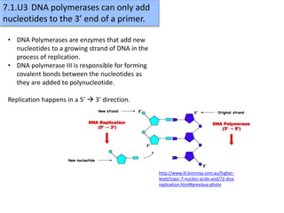 7.1 dna structure & replication | PPTX