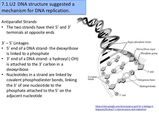 dna structure and replication