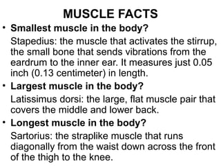 MUSCLE FACTS 
• Smallest muscle in the body? 
Stapedius: the muscle that activates the stirrup, 
the small bone that sends vibrations from the 
eardrum to the inner ear. It measures just 0.05 
inch (0.13 centimeter) in length. 
• Largest muscle in the body? 
Latissimus dorsi: the large, flat muscle pair that 
covers the middle and lower back. 
• Longest muscle in the body? 
Sartorius: the straplike muscle that runs 
diagonally from the waist down across the front 
of the thigh to the knee. 
 