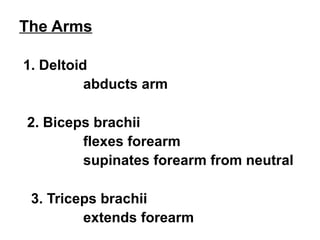 The Arms 
1. Deltoid 
abducts arm 
2. Biceps brachii 
flexes forearm 
supinates forearm from neutral 
3. Triceps brachii 
extends forearm 
 