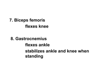 7. Biceps femoris 
flexes knee 
8. Gastrocnemius 
flexes ankle 
stabilizes ankle and knee when 
standing 
 