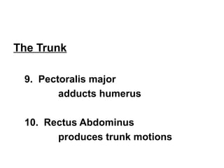 The Trunk 
9. Pectoralis major 
adducts humerus 
10. Rectus Abdominus 
produces trunk motions 
 