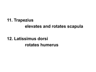 11. Trapezius 
elevates and rotates scapula 
12. Latissimus dorsi 
rotates humerus 
 