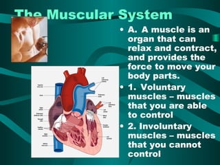 The Muscular System 
• A. A muscle is an 
organ that can 
relax and contract, 
and provides the 
force to move your 
body parts. 
• 1. Voluntary 
muscles – muscles 
that you are able 
to control 
• 2. Involuntary 
muscles – muscles 
that you cannot 
control 
 