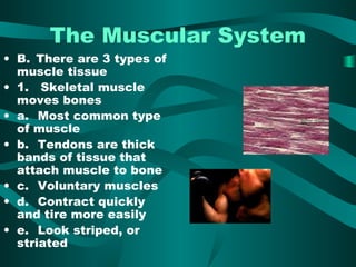 The Muscular System 
• B. There are 3 types of 
muscle tissue 
• 1. Skeletal muscle 
moves bones 
• a. Most common type 
of muscle 
• b. Tendons are thick 
bands of tissue that 
attach muscle to bone 
• c. Voluntary muscles 
• d. Contract quickly 
and tire more easily 
• e. Look striped, or 
striated 
 