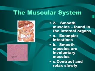 The Muscular System 
• 2. Smooth 
muscles – found in 
the internal organs 
• a. Example: 
intestines 
• b. Smooth 
muscles are 
involuntary 
muscles 
• c.Contract and 
relax slowly 
 