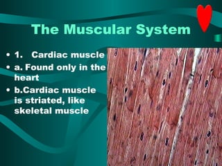The Muscular System 
• 1. Cardiac muscle 
• a. Found only in the 
heart 
• b.Cardiac muscle 
is striated, like 
skeletal muscle 
 