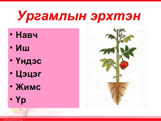 7.ppt цэцэг