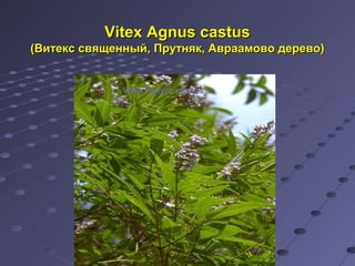 VViitteexx AAggnnuuss ccaassttuuss 
((ВВииттеекксс ссввяящщеенннныыйй,, ППррууттнняякк,, ААввррааааммооввоо ддееррееввоо)) 
Vitex Agnus castus 
 