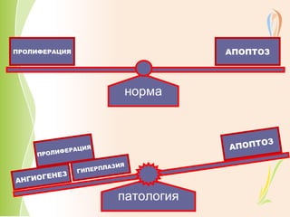 ПРОЛИФЕРАЦИЯ АПОПТОЗ 
норма 
АПОПТОЗ ГИПЕРПЛАЗИЯ АНГИОГЕНЕЗ 
патология 
ПРОЛИФЕРАЦИЯ 
 