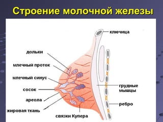 ССттррооееннииее ммооллооччнноойй жжееллееззыы 
 