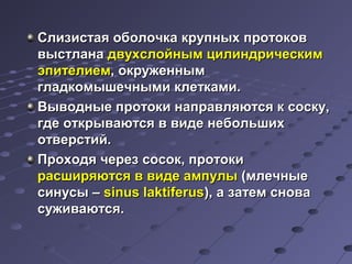 Слизистая ооббооллооччккаа ккррууппнныыхх ппррооттооккоовв 
ввыыссттллааннаа ддввууххссллооййнныымм ццииллииннддррииччеессккиимм 
ээппииттееллииеемм,, ооккрруужжеенннныымм 
ггллааддккооммыышшееччнныыммии ккллееттккааммии.. 
ВВыыввоодднныыее ппррооттооккии ннааппррааввлляяююттссяя кк ссооссккуу,, 
ггддее ооттккррыыввааююттссяя вв ввииддее ннееббооллььшшиихх 
ооттввееррссттиийй.. 
ППррооххооддяя ччеерреезз ссооссоокк,, ппррооттооккии 
рраассшшиирряяююттссяя вв ввииддее ааммппууллыы ((ммллееччнныыее 
ссииннууссыы –– ssiinnuuss llaakkttiiffeerruuss)),, аа ззааттеемм сснноовваа 
ссуужжииввааююттссяя.. 
 