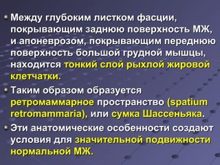 Между ггллууббооккиимм ллииссттккоомм ффаассццииии,, 
ппооккррыыввааюющщиимм ззааддннюююю ппооввееррххннооссттьь ММЖЖ,, 
ии ааппооннееввррооззоомм,, ппооккррыыввааюющщиимм ппееррееддннюююю 
ппооввееррххннооссттьь ббооллььшшоойй ггрруудднноойй ммыышшццыы,, 
ннааххооддииттссяя ттооннккиийй ссллоойй ррыыххллоойй жжииррооввоойй 
ккллееттччааттккии.. 
ТТааккиимм ооббррааззоомм ооббррааззууееттссяя 
ррееттррооммааммммааррннооее ппррооссттррааннссттввоо ((ssppaattiiuumm 
rreettrroommaammmmaarriiaa)),, ииллии ссууммккаа ШШаассссееннььяяккаа.. 
ЭЭттии ааннааттооммииччеессккииее ооссооббееннннооссттии ссооззддааюютт 
ууссллооввиияя ддлляя ззннааччииттееллььнноойй ппооддввиижжннооссттии 
ннооррммааллььнноойй ММЖЖ.. 
 